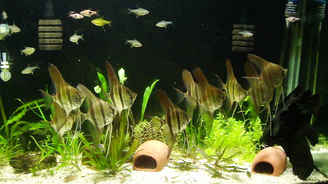 present tank mates unlike goldfish tank mates. present tank mates unlike