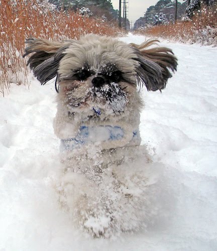 [70872152_eee42213c4.jpg]