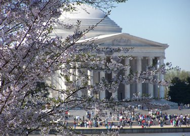 [DCBlossoms]