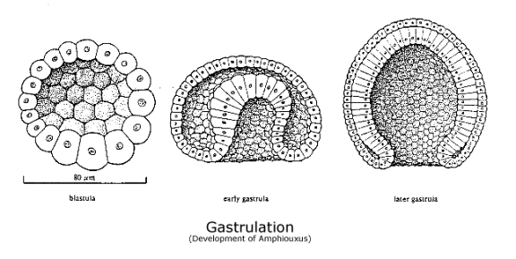 blastula diagram expository writing nd begins at gastrulation blastula diagram expository writing nd begins at gastrulation