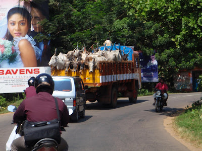 Cow Transportation