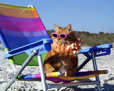 beach+cat.jpg