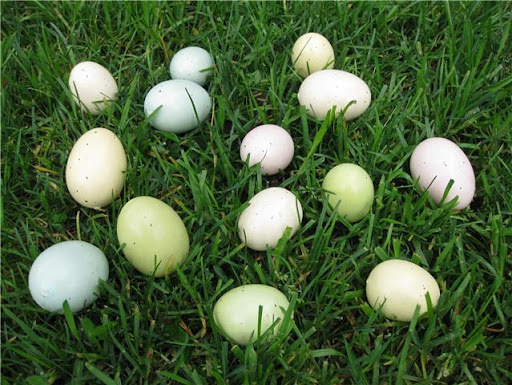 real grass for easter baskets, how to grow easter basket grass, use real grass in easter baskets, eco-friendly easter baskets, green easter baskets, eco-friendly easter basket grass