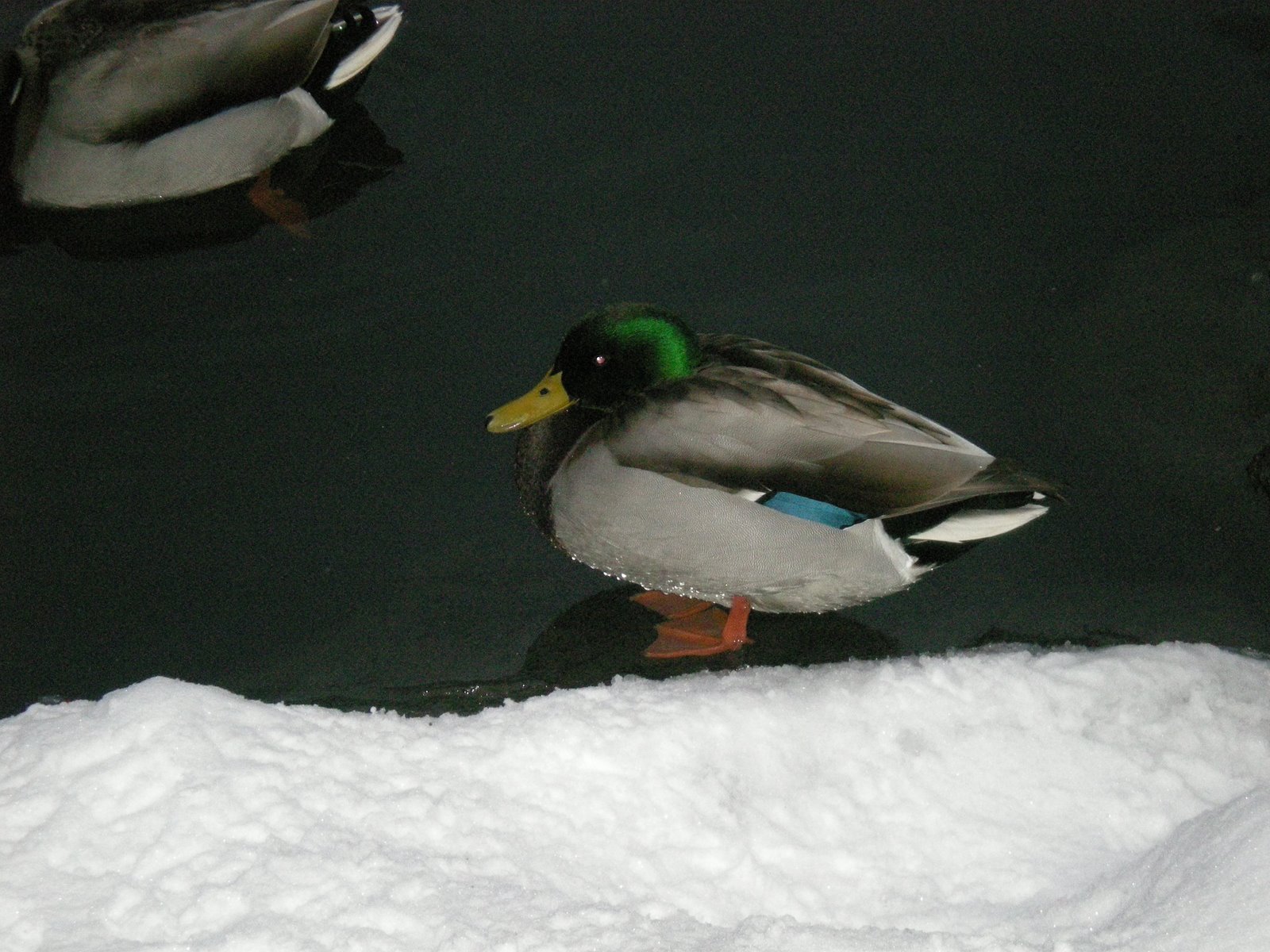 [DSCN0173.JPG]