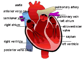 Johnson Life Science Henry World School: Activity #23: Heart Parts