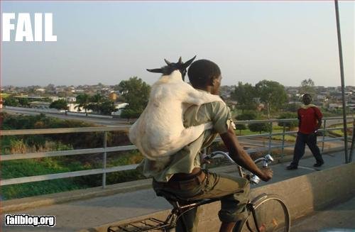 [goatfail.bmp]