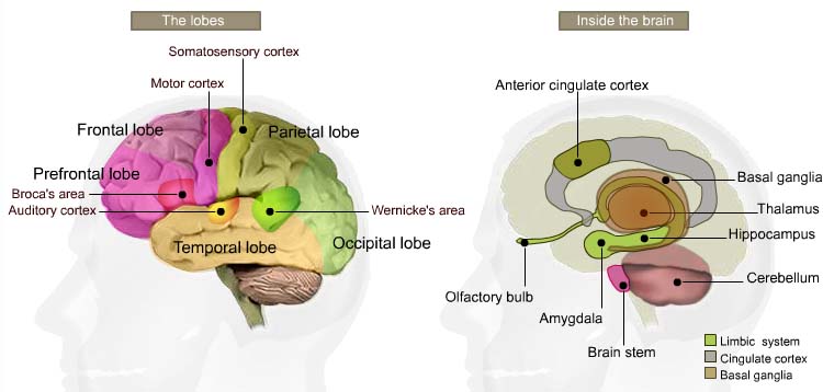 What do these rain lobes do? lobes of brain. What do these rain lobes do?