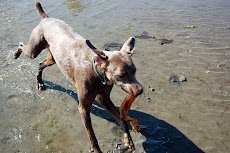 Seaweed snack.