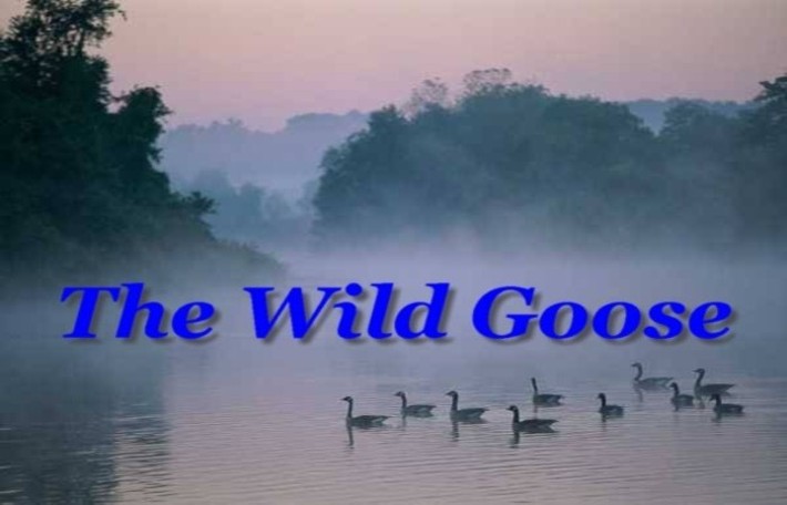 The Wild Goose