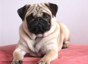 Pug