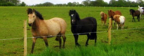 Le Poney-Club de l'Arche