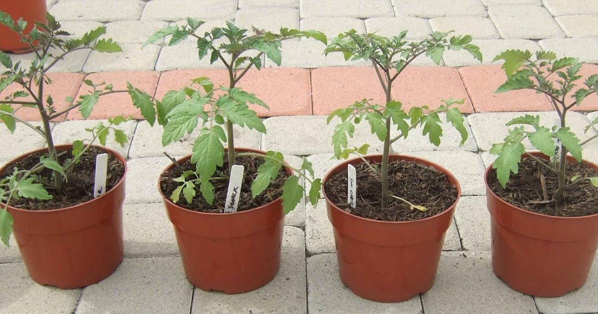 My Southern California Vegetable Garden: Cherry Tomato Seedlings in the