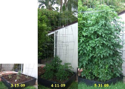 My Southern California Vegetable Garden Another Look At How Fast The Picture Below 4 Cherry Tomato Plants 2 Sweet Baby S 1 Sugar Snack And Super 100 Growing In My Other Raised Bed