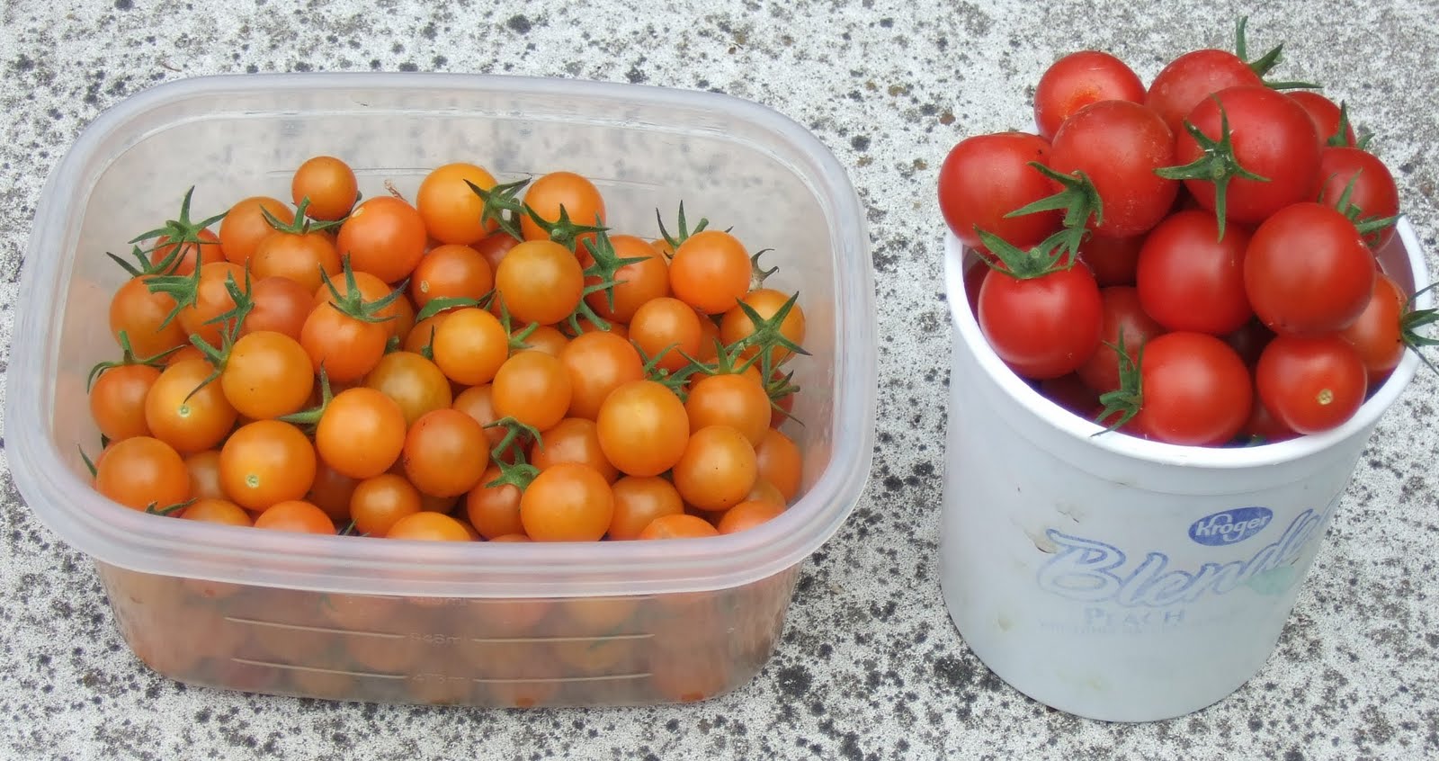 My Southern California Vegetable Garden Harvesting Cherry Tomatoes