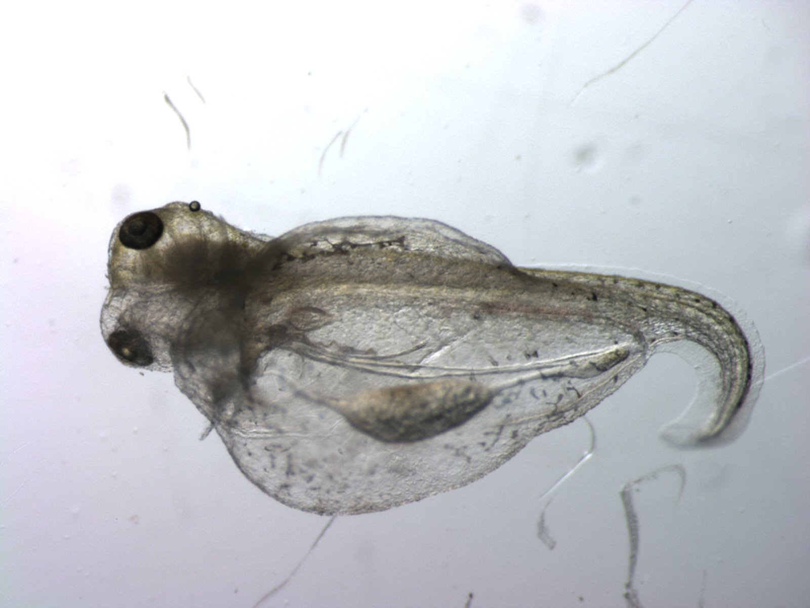 [edemafish.jpg]