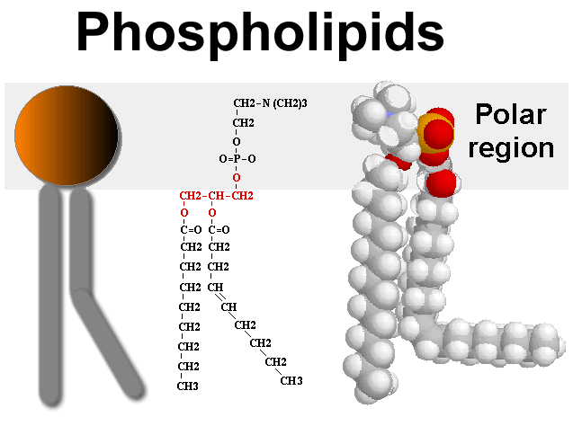 [P-lipid.gif]