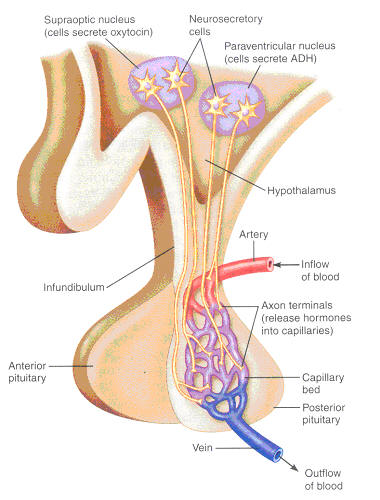 [hypothalamus.jpg]