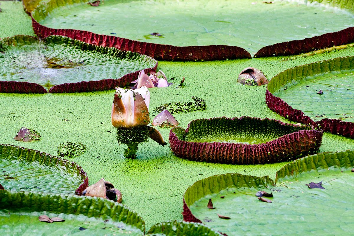 Of Nature Photography Oct 31 Kanapaha Botanical Garden