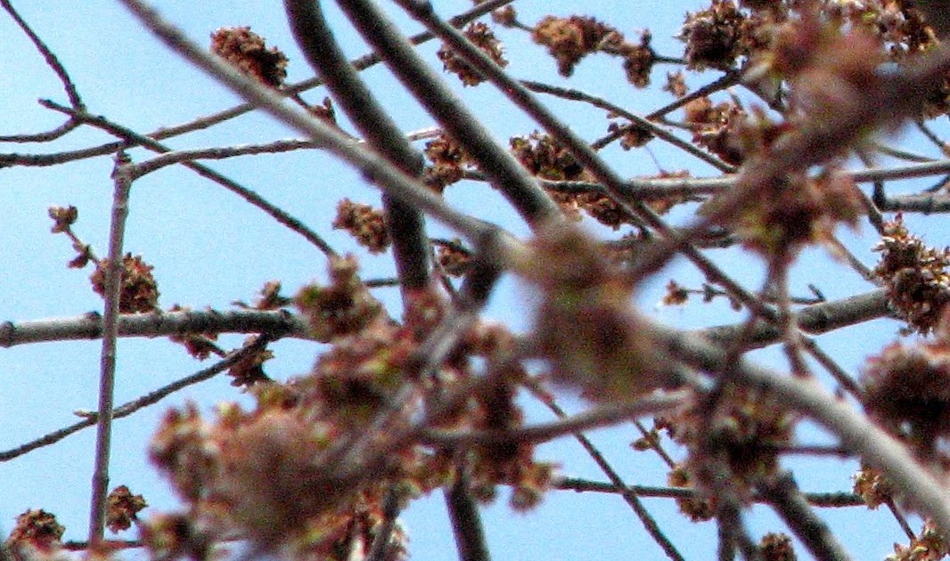fiber tree designs a fiber tree sprouts fiber tree designs a fiber tree sprouts