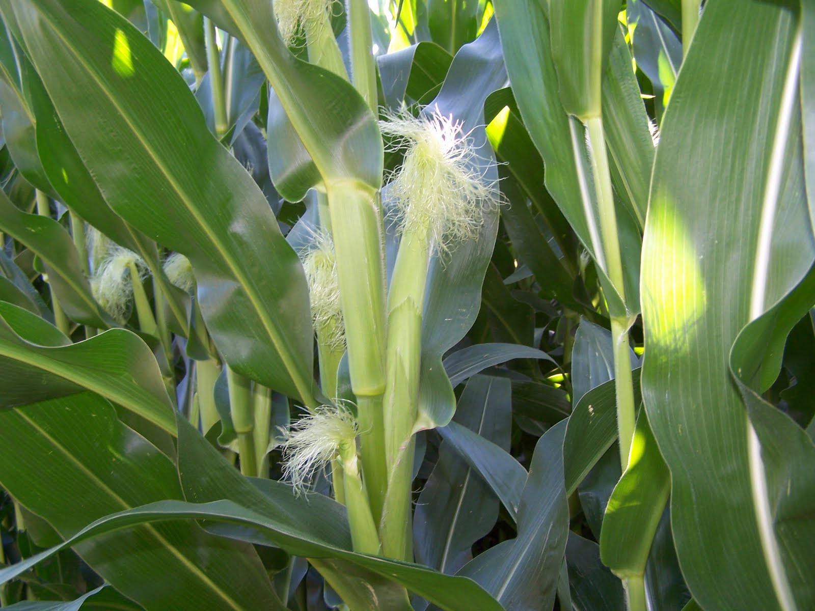 Subject To Change Without Notice Corny Friday Tassels and Silk