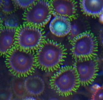 Zoanthid 6