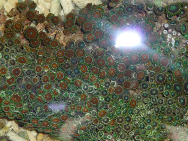 Red &green zoanthid