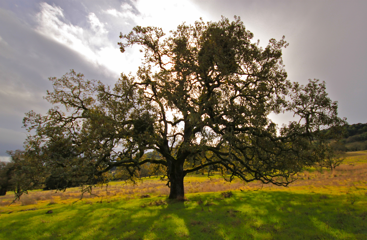 Where the Wild Things Are Five Oaks in 5 Minutes Giphantia