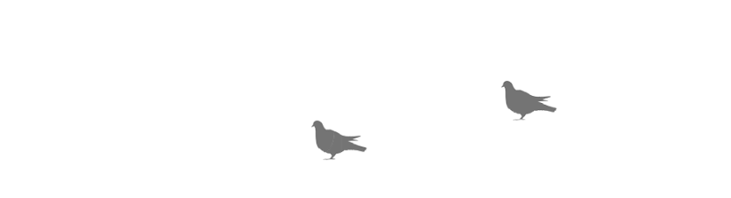 Pigeon I Spy