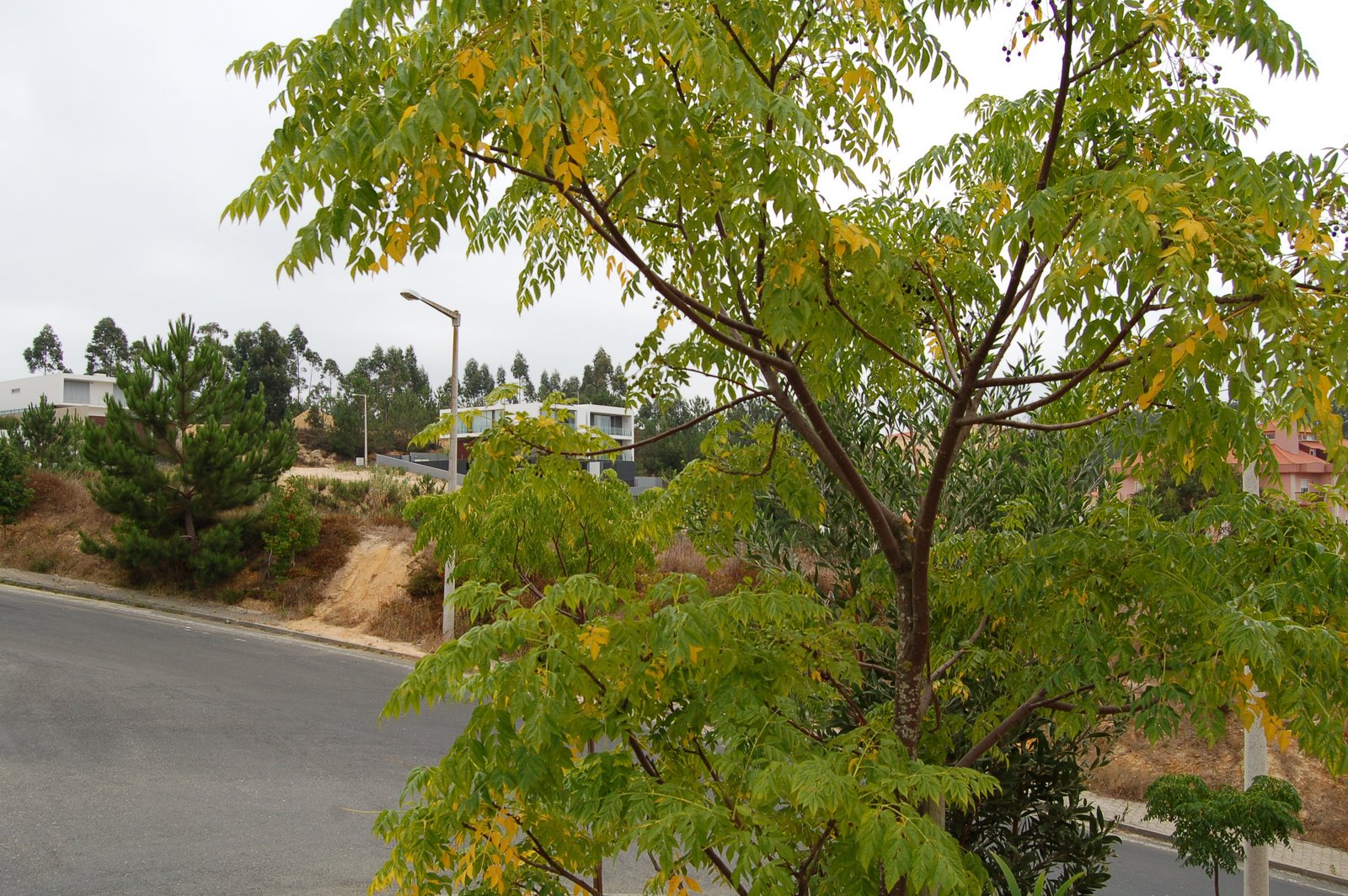[DSC_0011.JPG]