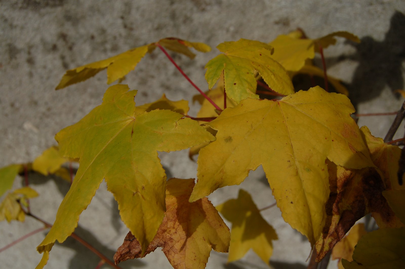 [DSC_0106.JPG]