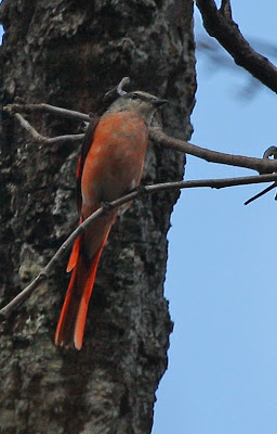 Rosy Minivet
