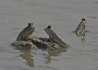 blue spotted mudskipper