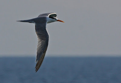 tern bird