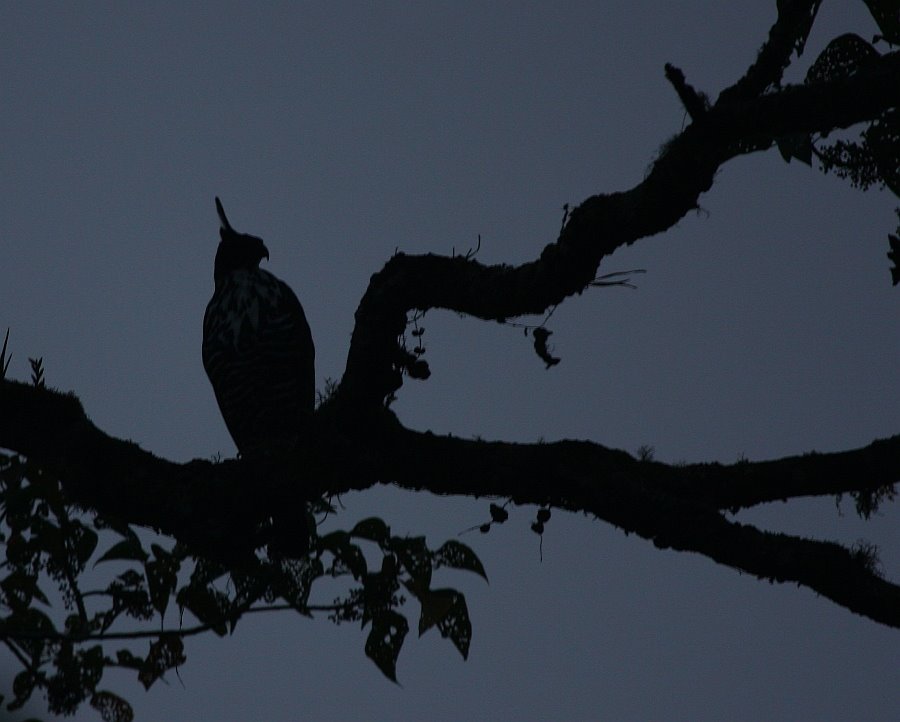 [Blyth's+Hawk-Eagle_Cameron+Highlands_040709I_MG_5139.jpg]