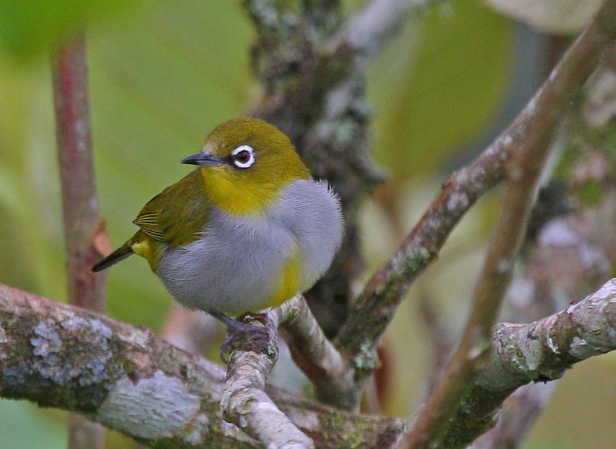 [Everett's+White-eye_Cameron+Highlands_040709I_MG_5364.jpg]