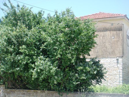 [old+building.JPG]