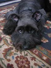Sweet Gus