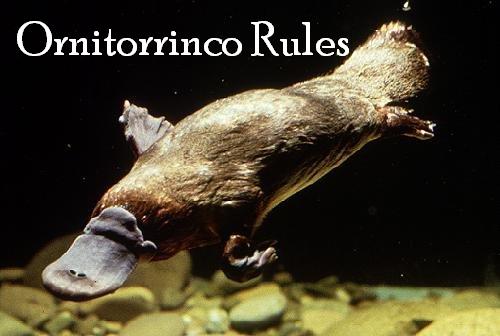 Ornitorrinco Rules