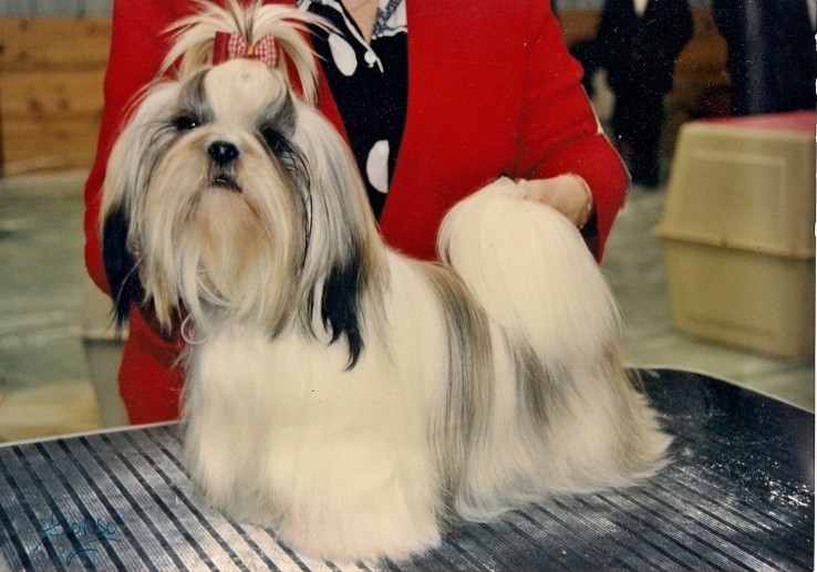 fotos de perros shih tzu miniatura shih tzu miniatura breeds picture fotos de perros shih tzu miniatura shih tzu miniatura breeds picture