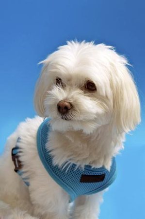 cortes de pelo bichon maltes – cortes de pelo hombre