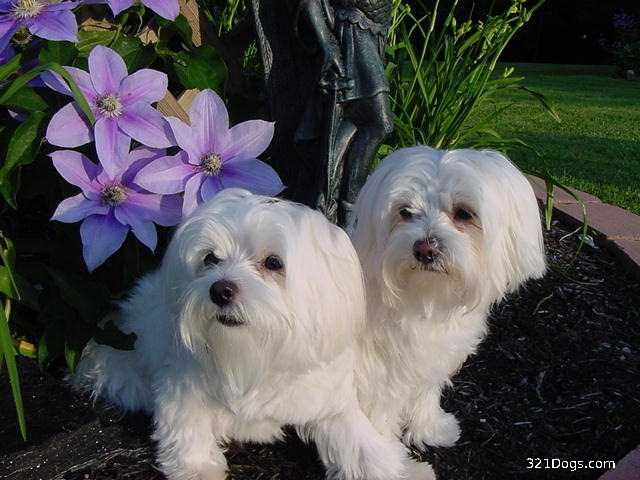 Bichón maltés todo sobre la raza de perros Bichonmaltes - Bichon Maltes Pelo Corto