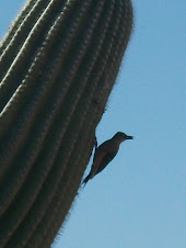 Gila woodpecker feeding young in saguaro nest