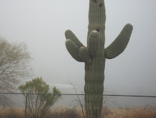 Saguaro in the fog