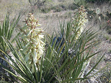 Yucca in Bloom