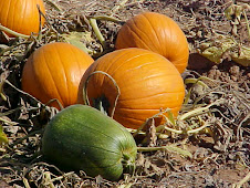 HUGE PUMPKINS!