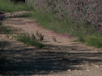 Quail Family