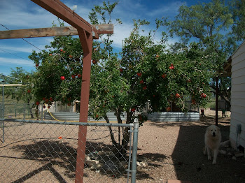 Pomegranate Tree and Buddy