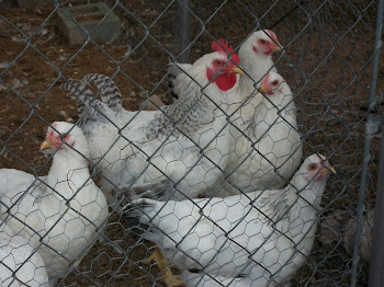 Mr. Washington with some of his hens