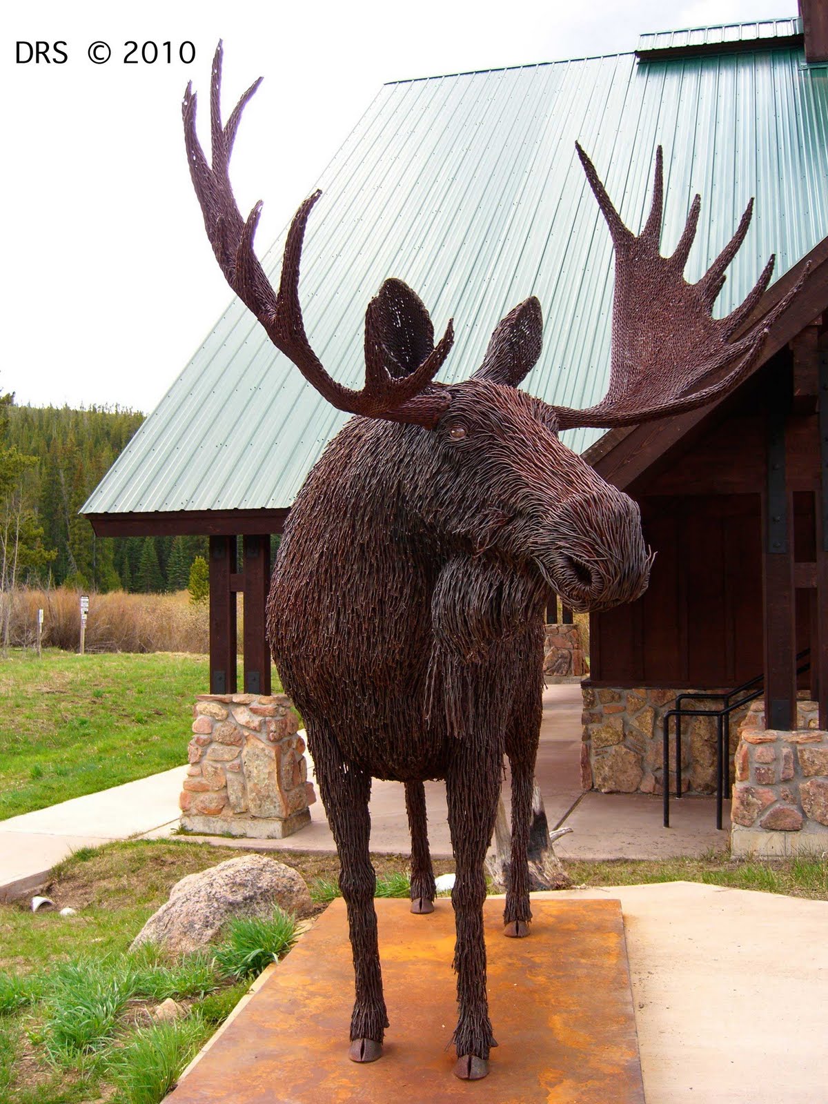 Longs Peak Journal Moose at the Colorado State Forest