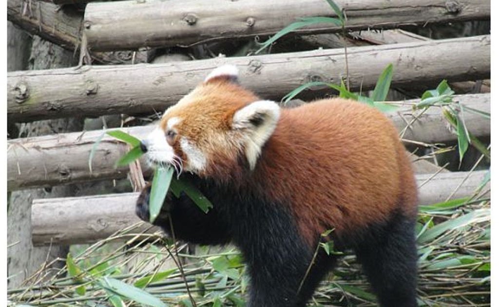 panda near me panda near me